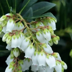 Southern Lady Pieris - 3 Gallon Pot -Outlet Aegis Garden Store pieris japonica southern lady 1
