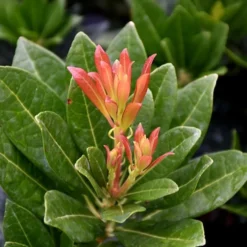 Southern Lady Pieris - 3 Gallon Pot -Outlet Aegis Garden Store pieris japonica southern lady 2