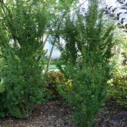 Zuzu Flowering Cherry (Prunus Incisa 'Rinpo') - 3 Gallon Pot -Outlet Aegis Garden Store prunus incisa zuzu flowering cherry 2 1