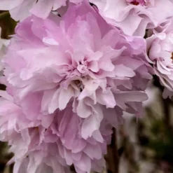 Zuzu Flowering Cherry (Prunus Incisa 'Rinpo') - 3 Gallon Pot -Outlet Aegis Garden Store prunus incisa zuzu flowering cherry 4 1