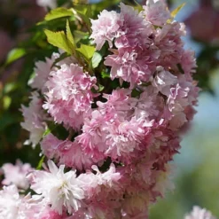 Zuzu Flowering Cherry (Prunus Incisa 'Rinpo') - 3 Gallon Pot -Outlet Aegis Garden Store prunus incisa zuzu flowering cherry 5 1