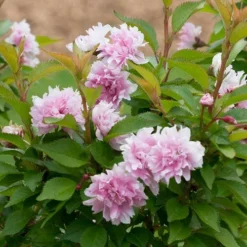 Zuzu Flowering Cherry (Prunus Incisa 'Rinpo') - 3 Gallon Pot -Outlet Aegis Garden Store prunus incisa zuzu flowering cherry 6 1