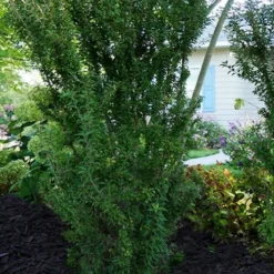 Zuzu Flowering Cherry (Prunus Incisa 'Rinpo') - 3 Gallon Pot -Outlet Aegis Garden Store prunus incisa zuzu flowering cherry 7 1