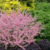 Pink Flowering Afghan Bush Cherry (Prunus Jacquemontii) - 3 Gallon Pot -Outlet Aegis Garden Store prunus jacquemontii afhgan pink bush cherry 23