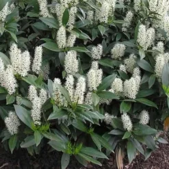 Zabel Laurel (Prunus Laurocersasus 'Zabeliana') - 6 Pack Of 1 Gallon Pots 11 Zabel Laurel (Prunus Laurocersasus 'Zabeliana') - 6 Pack Of 1 Gallon Pots -Outlet Aegis Garden Store prunus laurocerasus zabeliana zabel cherry laurel 1 1