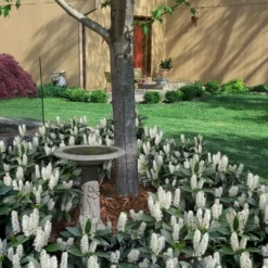 Zabel Laurel (Prunus Laurocersasus 'Zabeliana') - 6 Pack Of 1 Gallon Pots 10 Zabel Laurel (Prunus Laurocersasus 'Zabeliana') - 6 Pack Of 1 Gallon Pots -Outlet Aegis Garden Store prunus laurocerasus zabeliana zabel cherry laurel 2 1