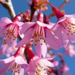 Okame Pink Flowering Cherry Tree - 3 Gallon Pot -Outlet Aegis Garden Store prunus okame flowering cherry 4 1