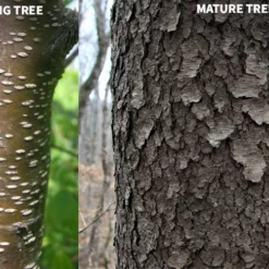 Wild Black Cherry Tree - 1 Gallon Pot -Outlet Aegis Garden Store prunus serotina wild black cherry tree 10 1