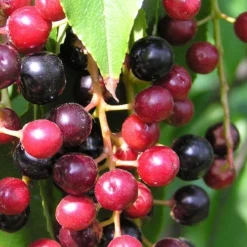 Wild Black Cherry Tree - 1 Gallon Pot -Outlet Aegis Garden Store prunus serotina wild black cherry tree 4 1