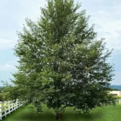 Wild Black Cherry Tree - 1 Gallon Pot -Outlet Aegis Garden Store prunus serotina wild black cherry tree 7 1