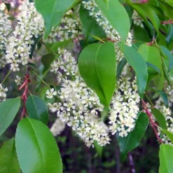 Wild Black Cherry Tree - 1 Gallon Pot -Outlet Aegis Garden Store prunus serotina wild black cherry tree 8 1