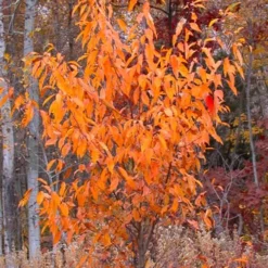 Wild Black Cherry Tree - 1 Gallon Pot -Outlet Aegis Garden Store prunus serotina wild black cherry tree 9 1