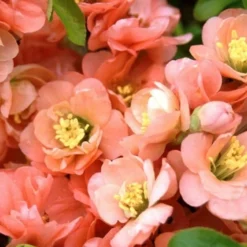 Cameo Flowering Quince - 3 Gallon Pot -Outlet Aegis Garden Store quince cameo bloom