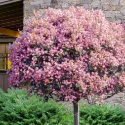 Rosalinda Indian Hawthorn Single Trunk Tree - 7 Gallon Pot (6-7')