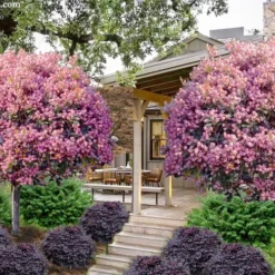 Rosalinda Indian Hawthorn Single Trunk Tree - 7 Gallon Pot (6-7') 10 Rosalinda Indian Hawthorn Single Trunk Tree - 7 Gallon Pot (6-7') -Outlet Aegis Garden Store rhaphiolepis rosalind majestic beauty indian hawthorn tree 8