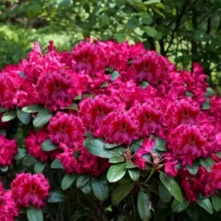 Besse Howells Rhododendron - 3 Gallon Pot -Outlet Aegis Garden Store rhododendron besse howells 6