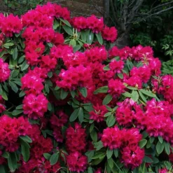 Besse Howells Rhododendron - 3 Gallon Pot -Outlet Aegis Garden Store rhododendron besse howells 7