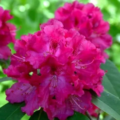 Besse Howells Rhododendron - 3 Gallon Pot -Outlet Aegis Garden Store rhododendron besse howells 8