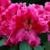 Besse Howells Rhododendron - 3 Gallon Pot 2 Besse Howells Rhododendron - 3 Gallon Pot -Outlet Aegis Garden Store rhododendron besse howells 9