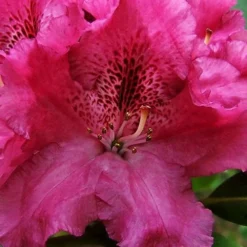 Besse Howells Rhododendron - 3 Gallon Pot -Outlet Aegis Garden Store rhododendron bessie howells 100