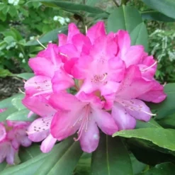 Southgate 'Radiance' Rhododendron - 2 Gallon Pot -Outlet Aegis Garden Store rhododendron southgate radiance