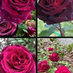 Crimson Knight Brindabella Rose - 2 Gallon Pot -Outlet Aegis Garden Store rosa crimson knight brindabella rose 2