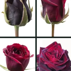 Crimson Knight Brindabella Rose - 2 Gallon Pot -Outlet Aegis Garden Store rosa crimson knight brindabella rose 3