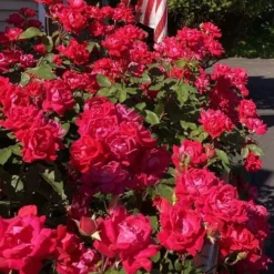 Red Double Knock Out Rose - 1 Gallon Pot -Outlet Aegis Garden Store rosa double red knock out rose 103