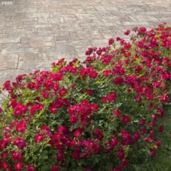 Red Drift Groundcover Rose - 1 Gallon Pot -Outlet Aegis Garden Store rosa red drift dwarf rose 100
