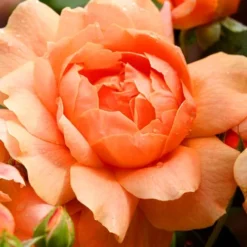 At Last Rose - 2 Gallon Pot -Outlet Aegis Garden Store rose at last 3