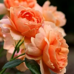 At Last Rose - 2 Gallon Pot -Outlet Aegis Garden Store rose at last 4