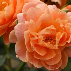 At Last Rose - 2 Gallon Pot -Outlet Aegis Garden Store rose at last 5