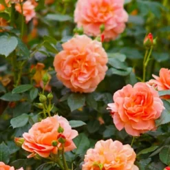 At Last Rose - 2 Gallon Pot -Outlet Aegis Garden Store rose at last 7