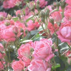 The Georgia Peach Shrub Rose - 1 Gallon Pot -Outlet Aegis Garden Store rose georgia peach 11