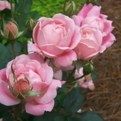 The Georgia Peach Shrub Rose - 1 Gallon Pot -Outlet Aegis Garden Store rose georgia peach shrub 2