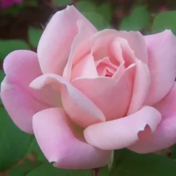 The Georgia Peach Shrub Rose - 1 Gallon Pot -Outlet Aegis Garden Store rose georgia peach shrub