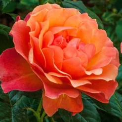 Livin Easy Rose - 3 Gallon Pot -Outlet Aegis Garden Store rose livin easy 22