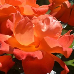 Livin Easy Rose - 3 Gallon Pot -Outlet Aegis Garden Store rose livin easy 26