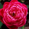 Louis Phillippe Rose - 3 Gallon Pot -Outlet Aegis Garden Store rose louise phillippe 21