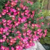 Pink Drift Groundcover Rose - 1 Gallon Pot -Outlet Aegis Garden Store rose pink drift 10