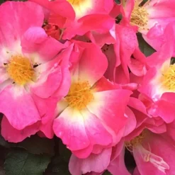 Pink Drift Groundcover Rose - 2 Gallon Pot -Outlet Aegis Garden Store rose pink drift 11 1