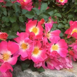 Pink Drift Groundcover Rose - 2 Gallon Pot -Outlet Aegis Garden Store rose pink drift 12 1