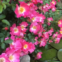 Pink Drift Groundcover Rose - 2 Gallon Pot -Outlet Aegis Garden Store rose pink drift 13 1