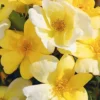 Sunny Yellow Knock Out Rose - 3 Gallon Pot -Outlet Aegis Garden Store rose sunny knock out 30 1