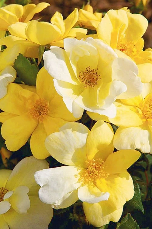 Sunny Yellow Knock Out Rose - 3 Gallon Pot 3 Sunny Yellow Knock Out Rose - 3 Gallon Pot
