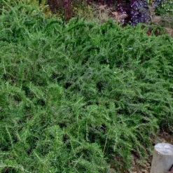 Blue Lagoon Rosemary - 6 Pack Of Pint Pots -Outlet Aegis Garden Store rosmarinus officinalis blue lagoon rosemary 2