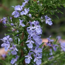 Blue Lagoon Rosemary - 6 Pack Of Pint Pots -Outlet Aegis Garden Store rosmarinus officinalis blue lagoon rosemary 3