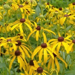 Sweet Coneflower (Rudbeckia Subtomentosa) - 1 Gallon Pot -Outlet Aegis Garden Store rudbeckia subtomentosa sweet coneflower 3