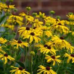 Sweet Coneflower (Rudbeckia Subtomentosa) - 1 Gallon Pot -Outlet Aegis Garden Store rudbeckia subtomentosa sweet coneflower 4