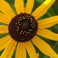 Sweet Coneflower (Rudbeckia Subtomentosa) - 1 Gallon Pot -Outlet Aegis Garden Store rudbeckia subtomentosa sweet coneflower 6
